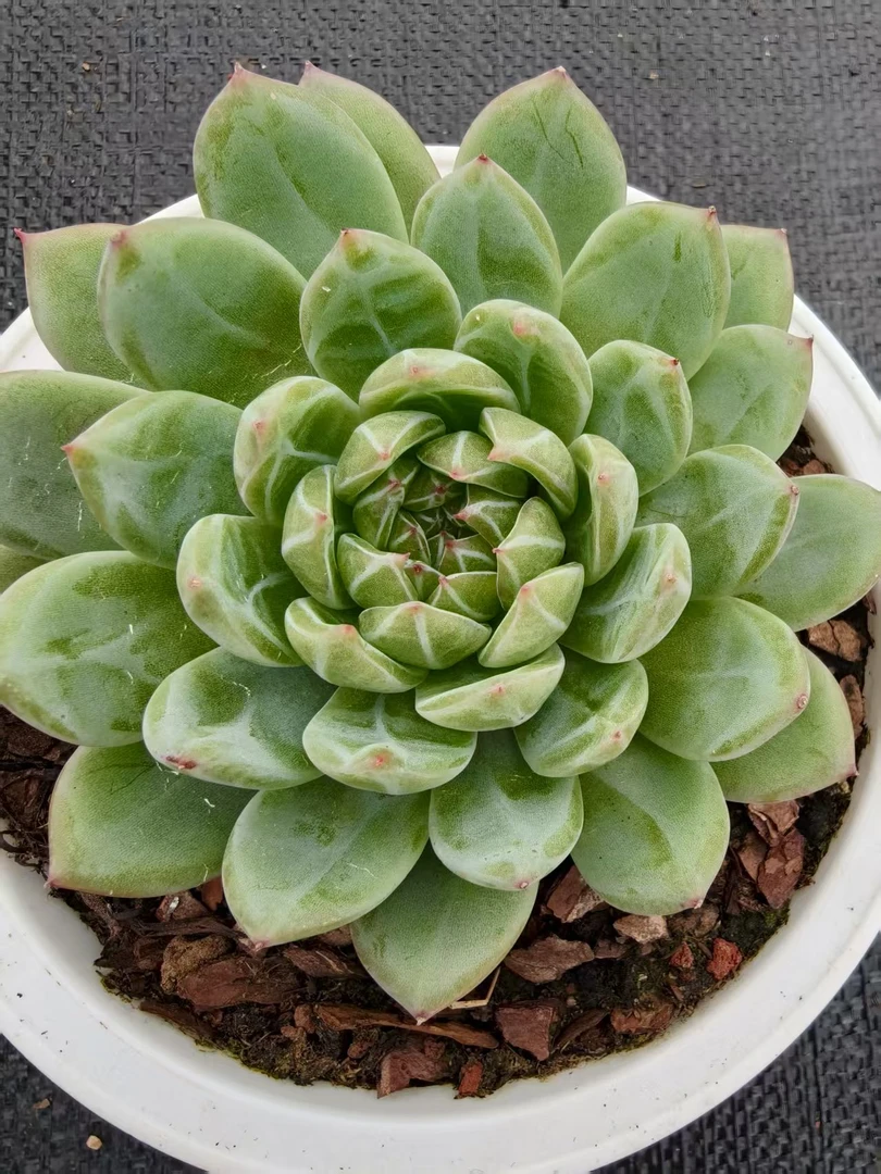 大单头雪花珍妮多肉【满19包邮】