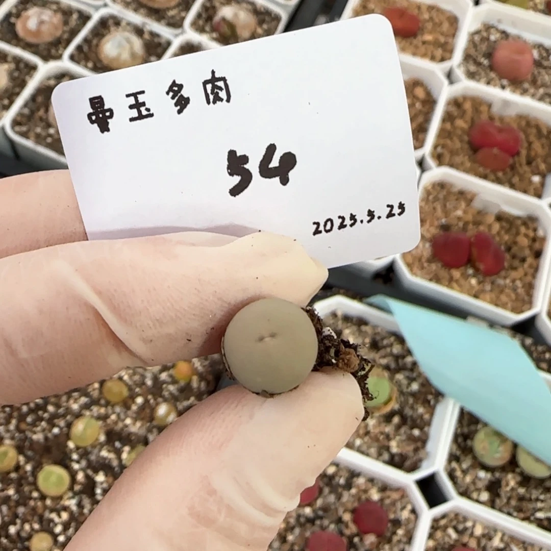 露**i多肉多肉多肉5.25-054
