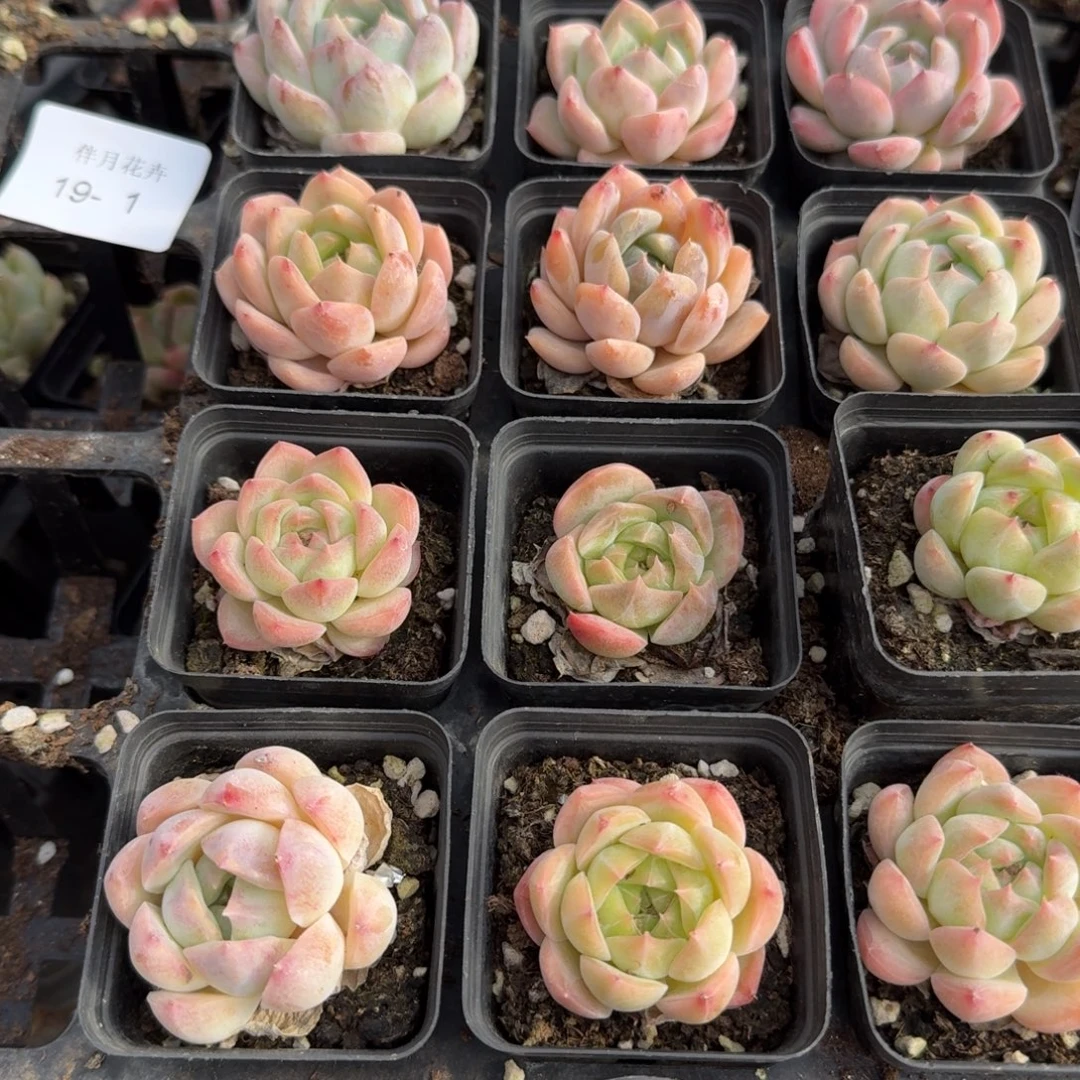 19-1十五颗珍妮加雪姬一颗量拍