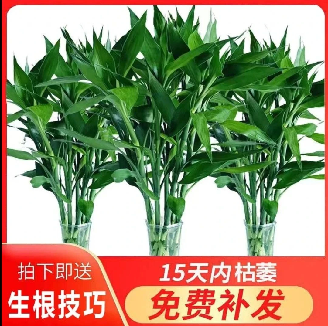 富贵竹中竹80-90厘米水培植物小竹水养绿植水培好养