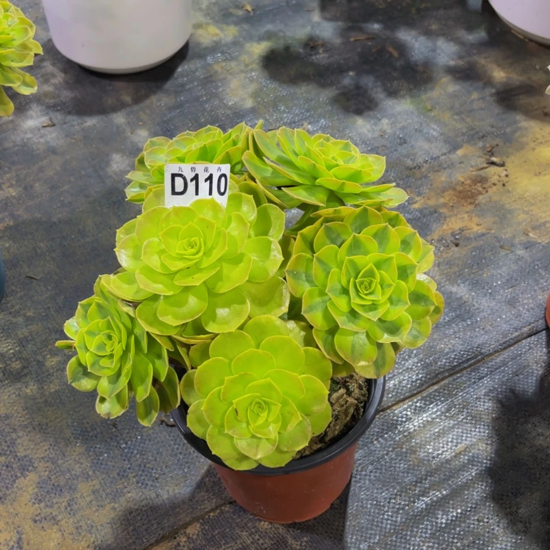 【闪购商品】牵*?11000