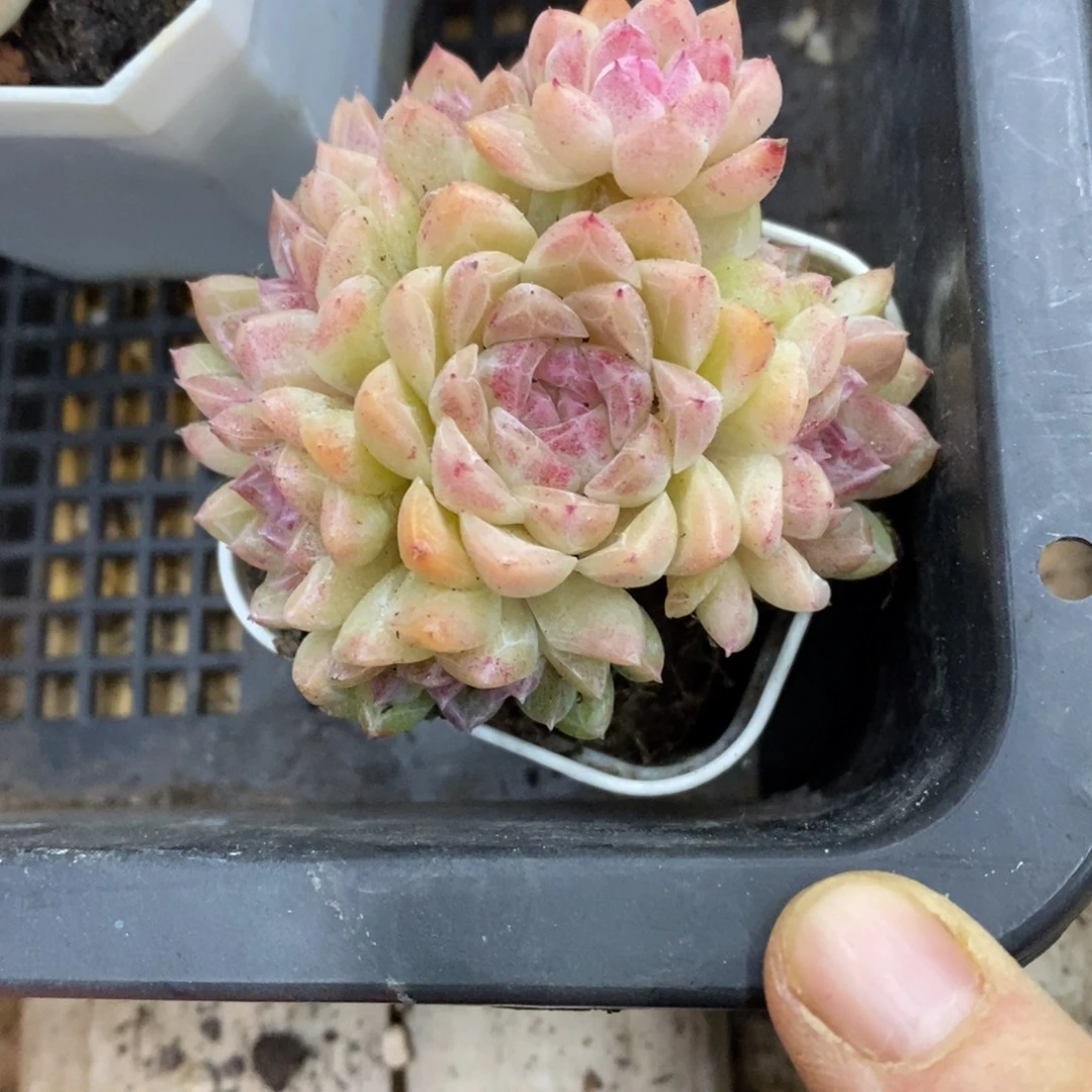 精品多肉物一拍不包整406