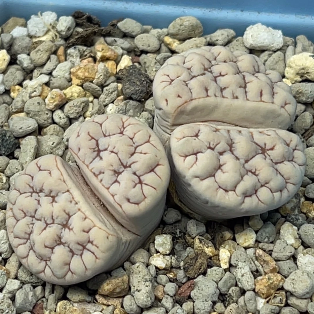 1550双头凹凸蛙哥189一颗