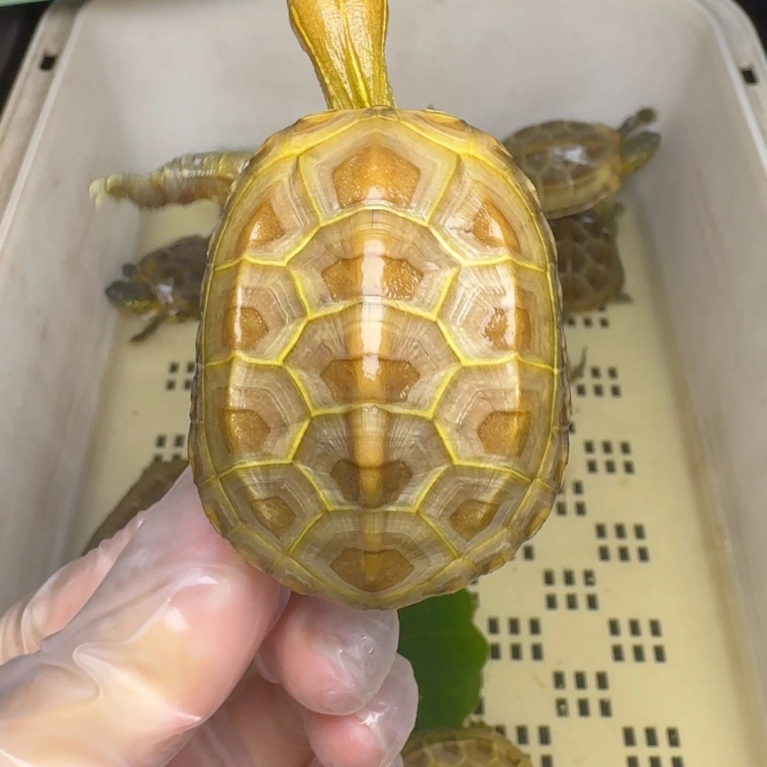 母绿毛龟意**生黄肉黄肉