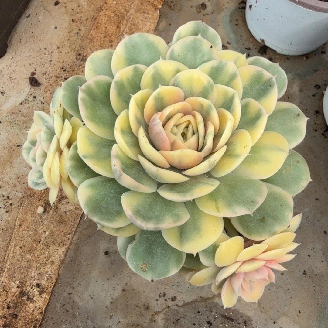 彩锦昂斯诺锦腹欧你锦