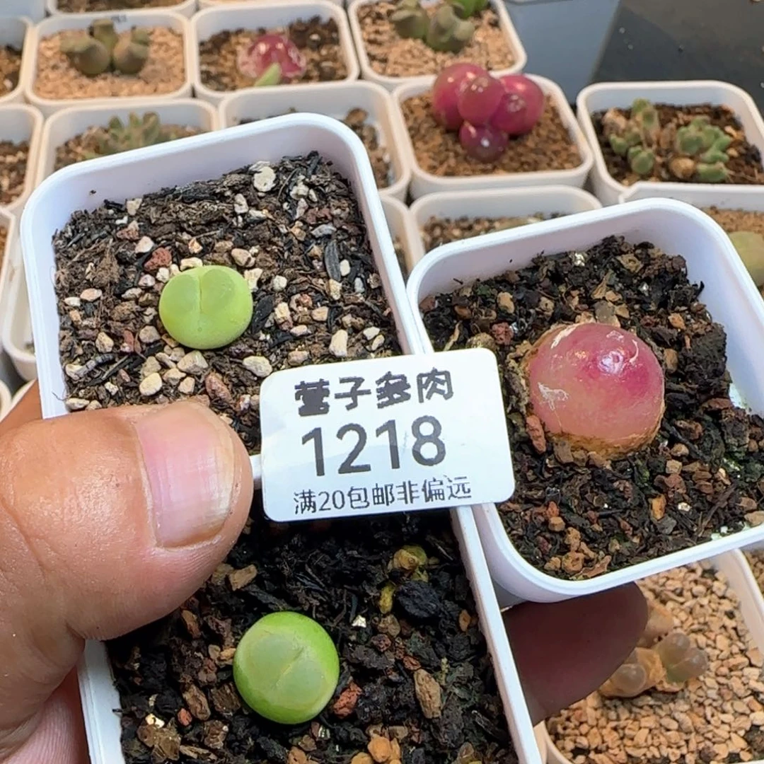 `****多灯泡1颗拉登两颗。