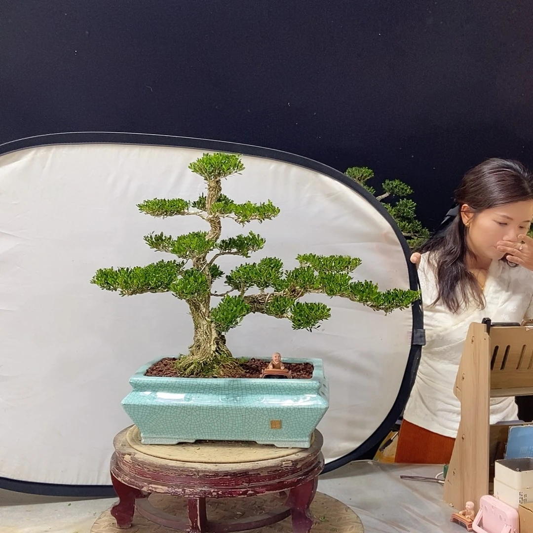 无花朵广东皱皮雀舌黄杨