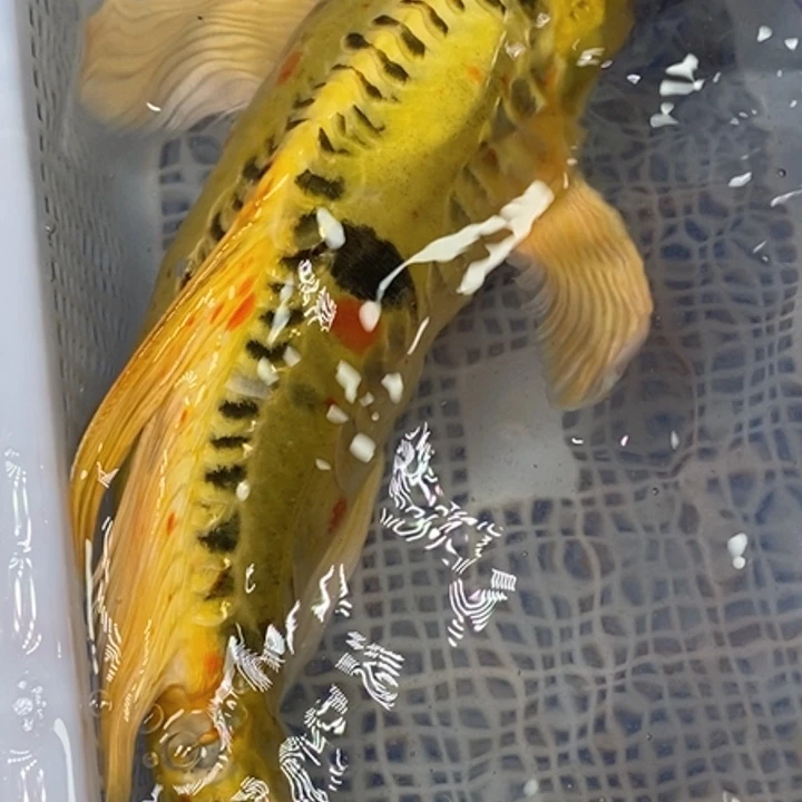 锦鲤冷水锦鲤（无开箱视频不售后）