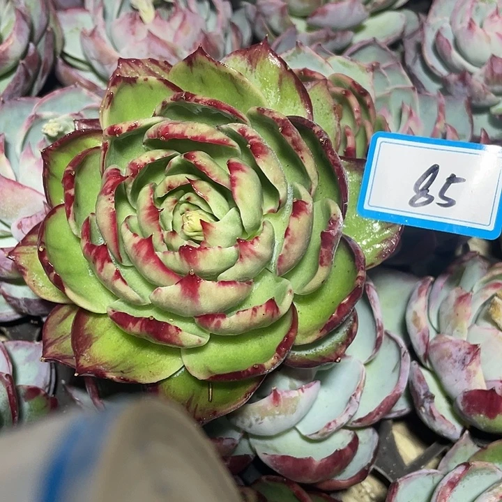 丶***以85:///////////////