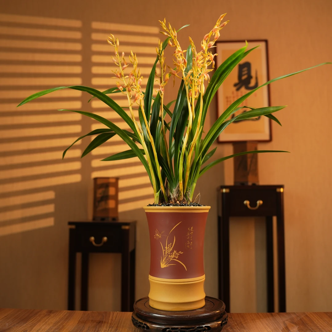 【老种中国牛】高端春剑名贵浓香年宵花卉橙色花高叶艺兰花苗大气