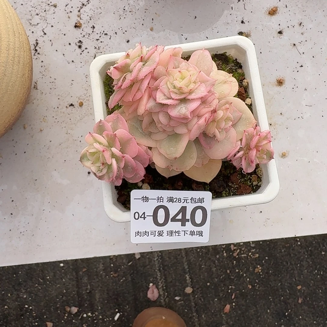 腊牡丹锦无盆土发货无盆