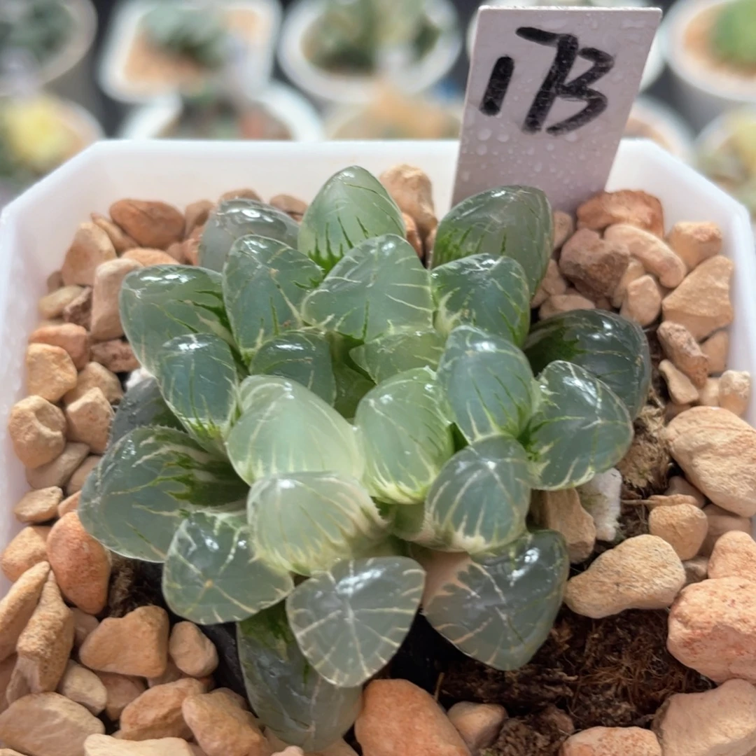 173糯姬锦。