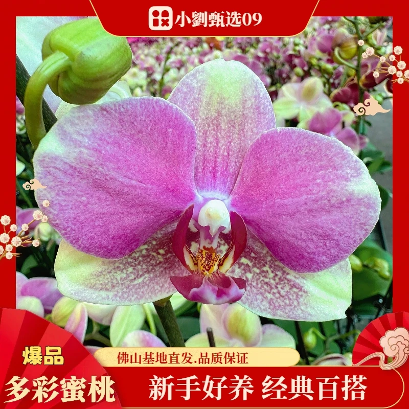 【多彩蜜桃09】精美蝴蝶兰花期超长佛山基地批发直播次日达