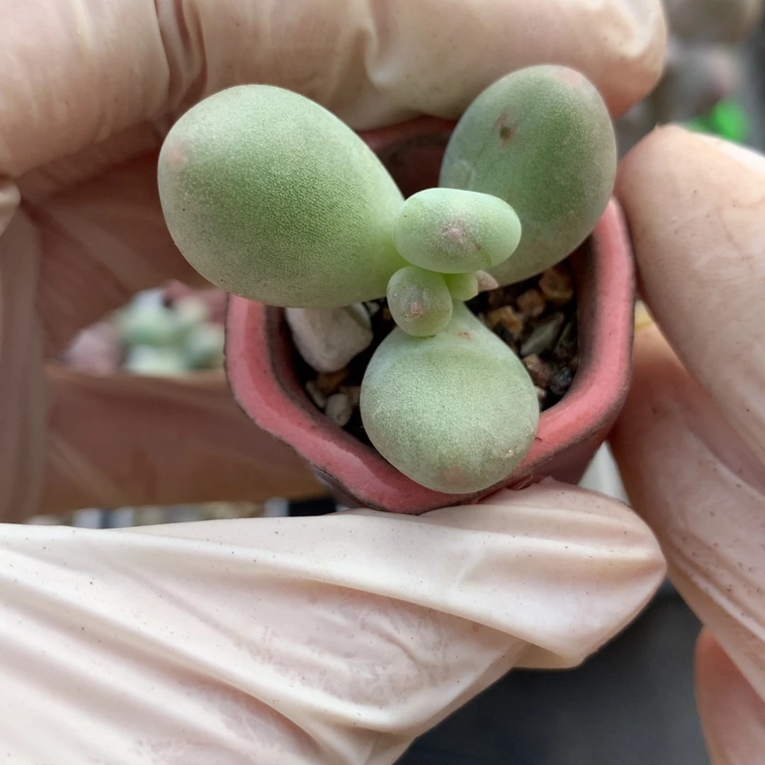 黄透有锦基因米可奶带盆