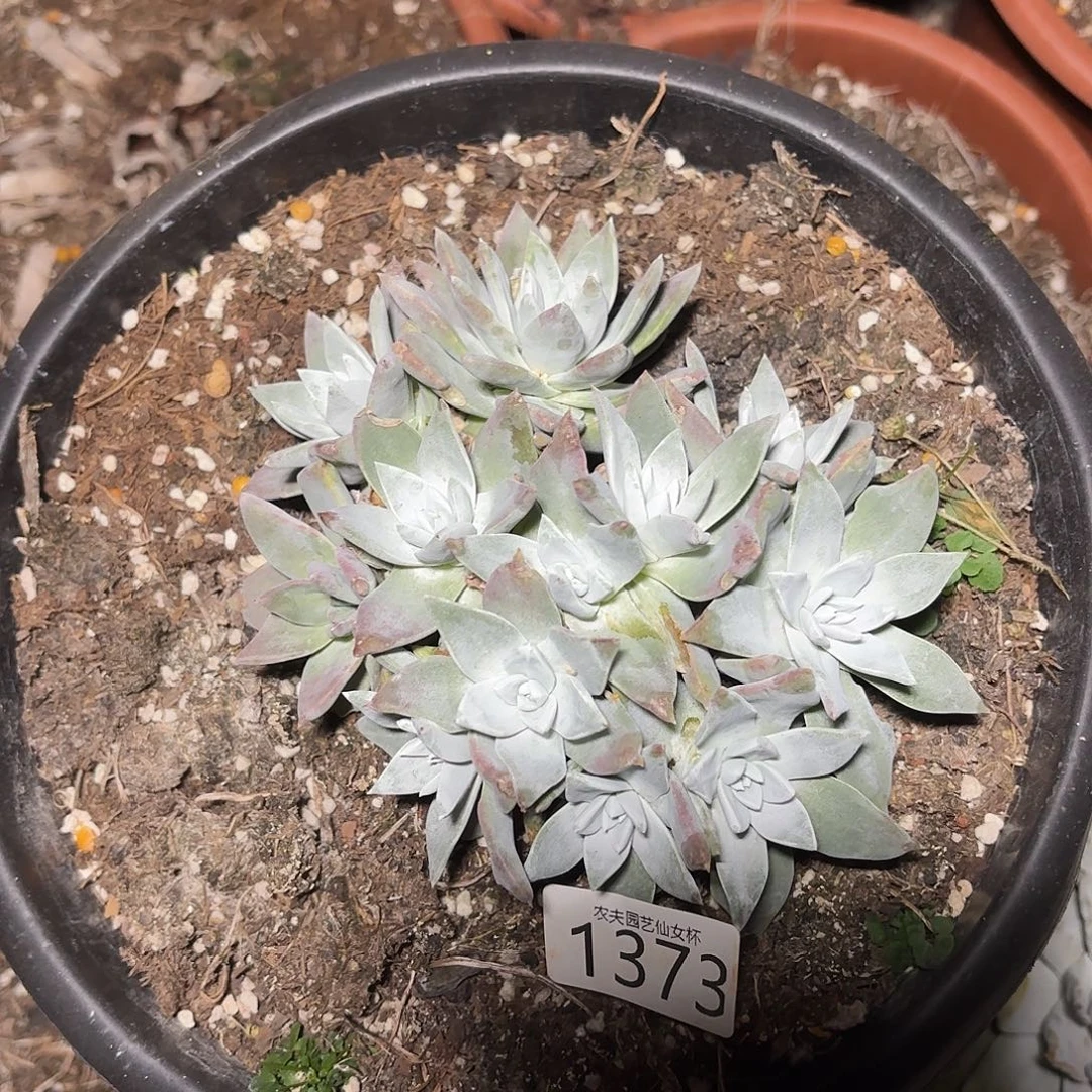 白菊杂多肉植物福利1373