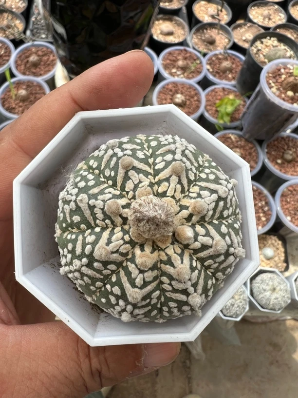 实生浓白超兜实生仙人球多肉植物室内绿植盆栽防辐射开花