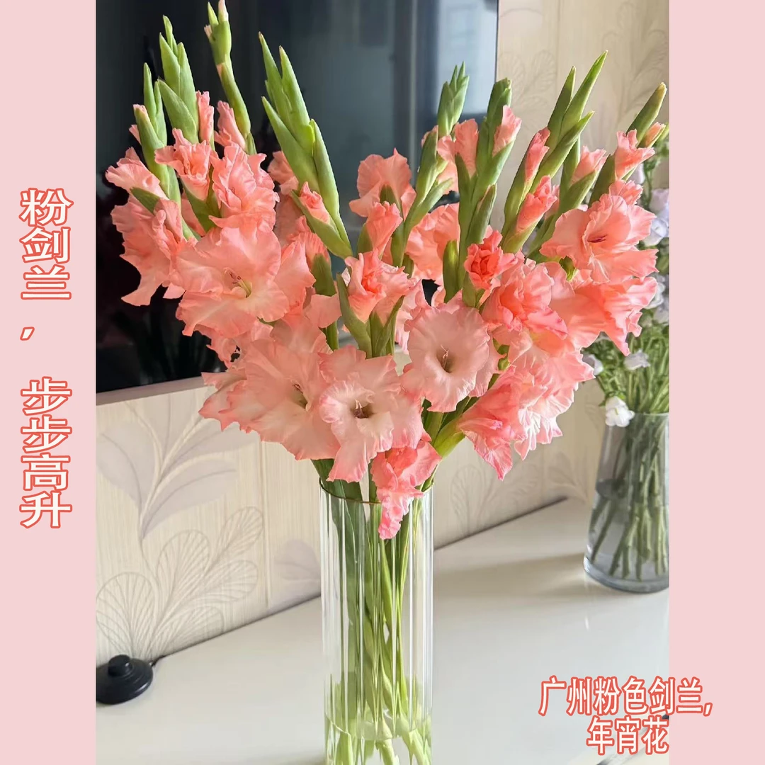 粉色剑兰6支-春节年宵花 步步高升的年宵花，基地直接出货，次日达今天下单明天到