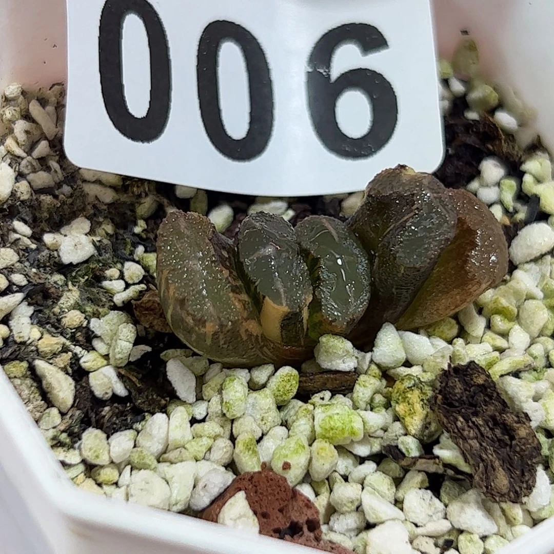 006红红火火恍恍惚惚