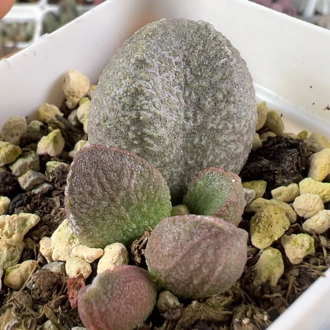 w龙渊多肉植物水泡