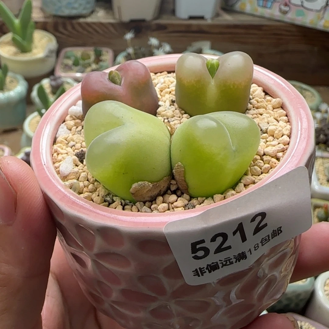 5212--一物一拍 带盆