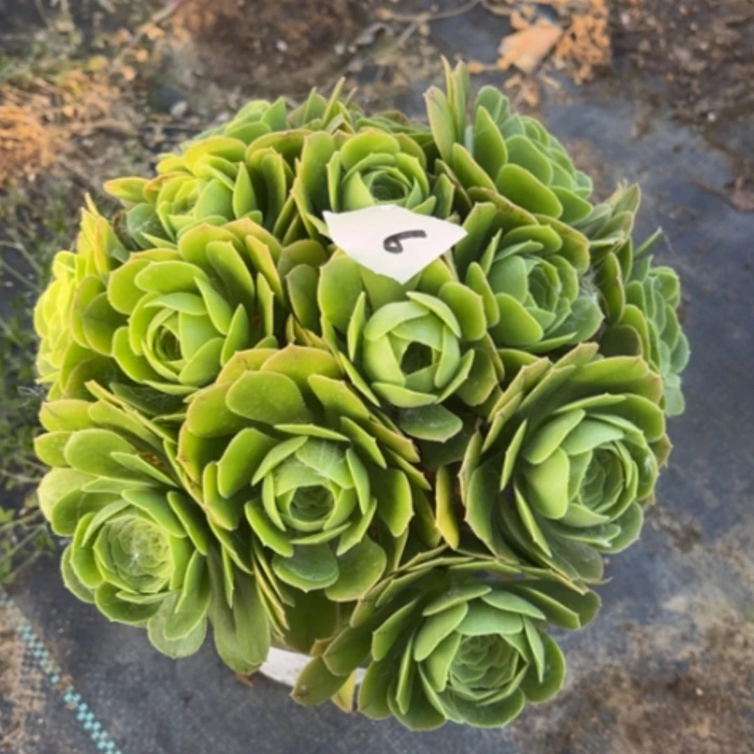 【闪购商品】6绿玫瑰多肉法师