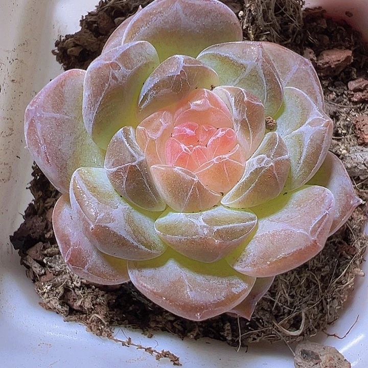 精品冰魄19包邮多肉植物