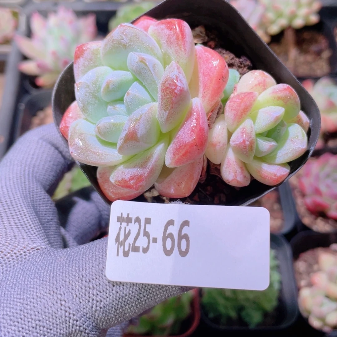 花利美25- 66冰玉