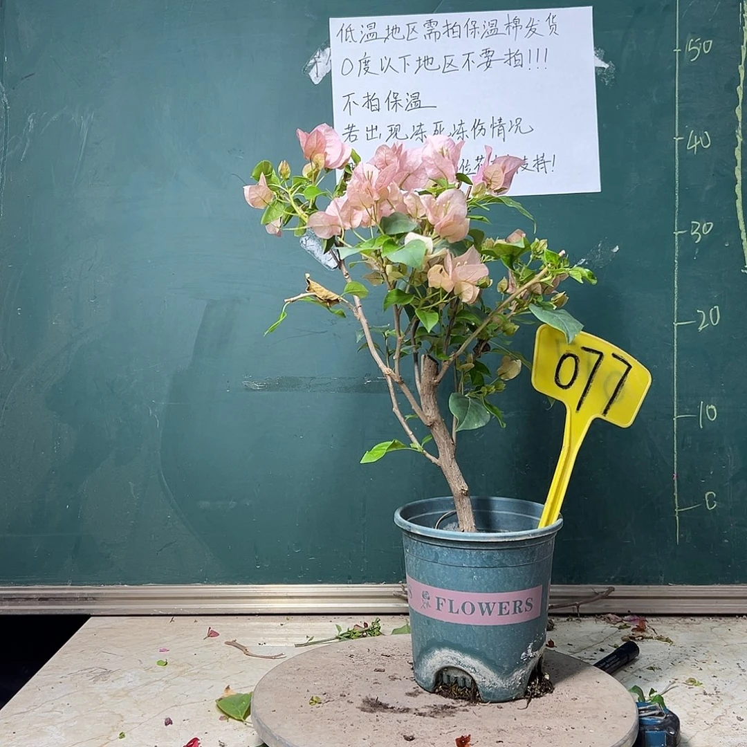 完全开放暗斑丽人 077