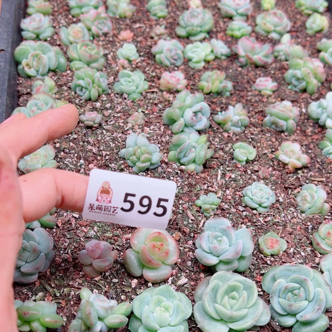 ****瓷多肉植物多肉植物