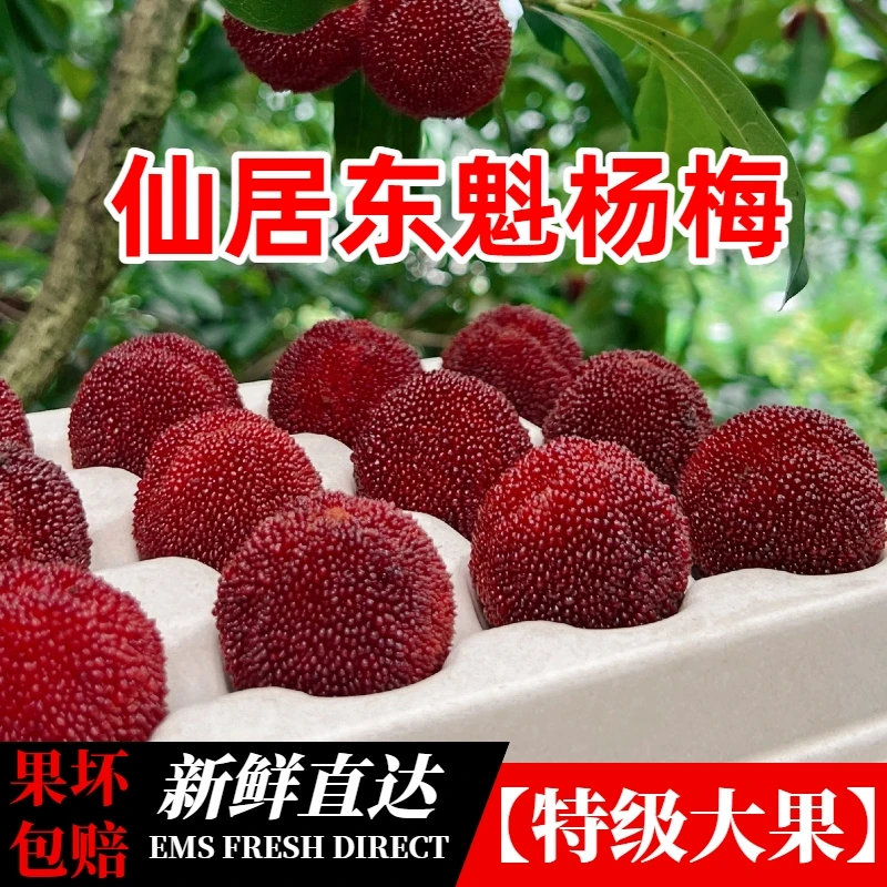 【精选特大果】仙居东魁杨梅正宗优品特大果颗粒装新鲜水果顺丰浙江省