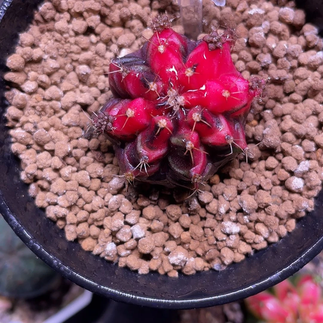 1-127米哈锦3厘米