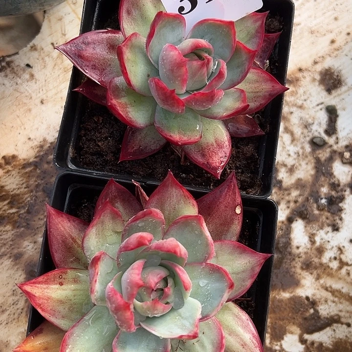 惊鸿惊鸿惊鸿312个叶展10默认裸根