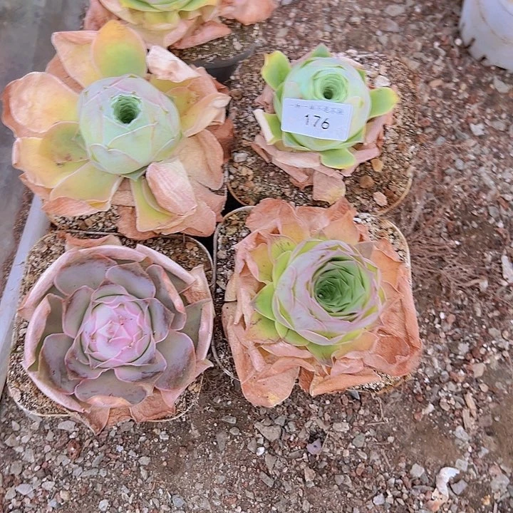 山地玫瑰多肉植物176