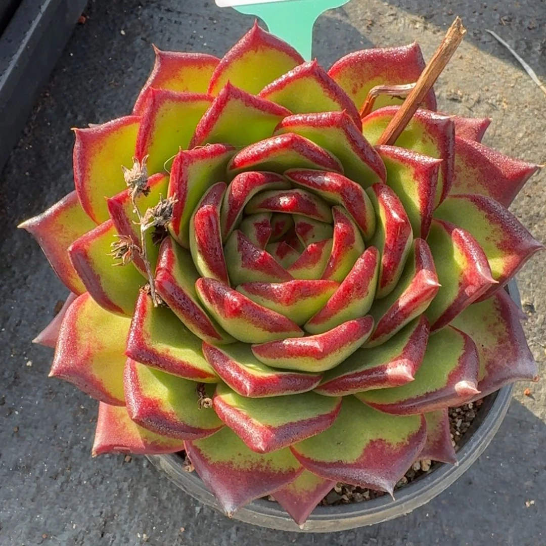 从前慢多肉精选编号1201.25