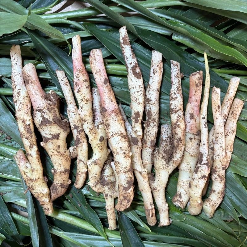 【单芽专用】广西头茬红芽嫩姜 仔姜新鲜嫩姜子姜泡姜泡菜农家姜