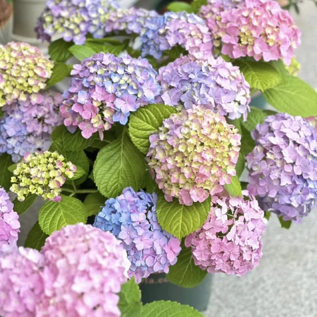 姹紫嫣红大花绣球盆栽庭院阳台简单种植带花带花苞发货盆栽