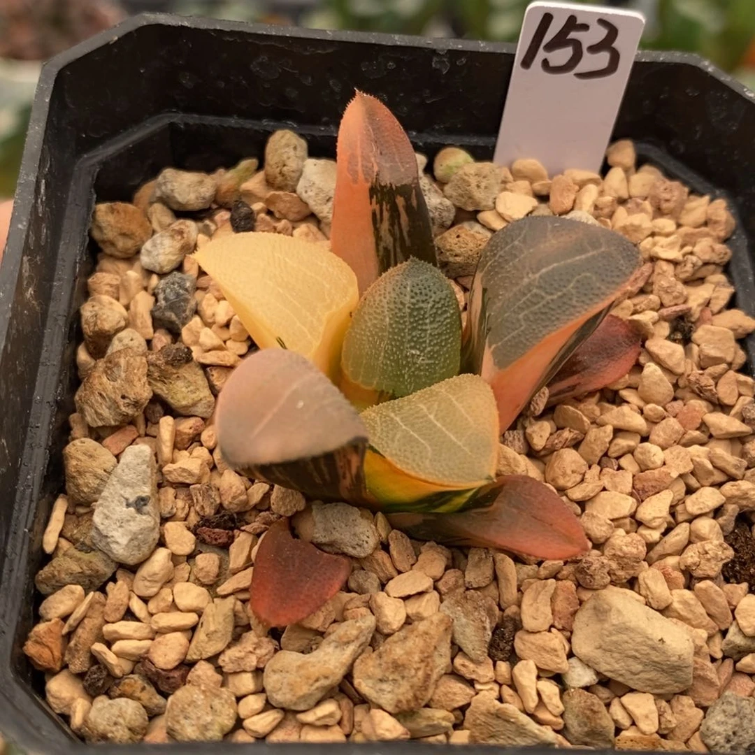 153号大黑天克锦多肉