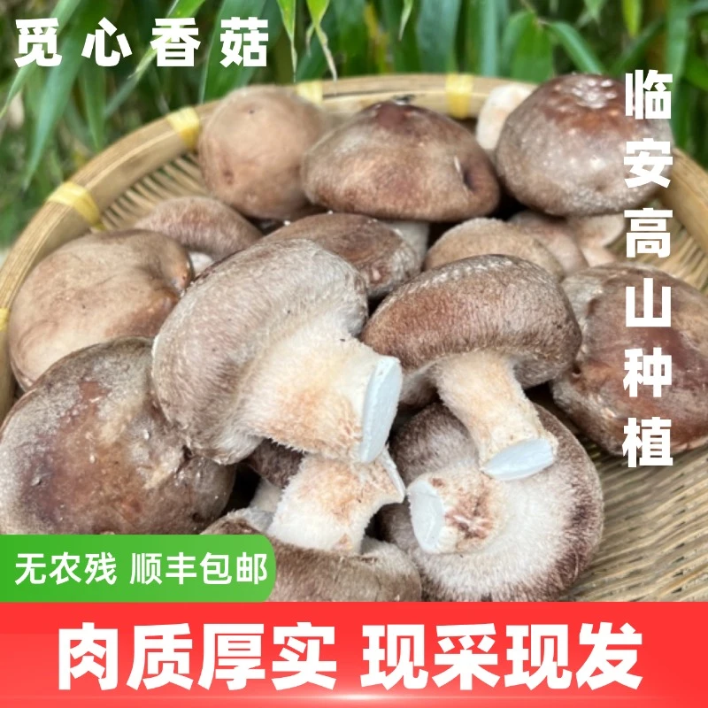 【觅心农场】生态自然放心蔬菜香菇冬菇【包含花菇】