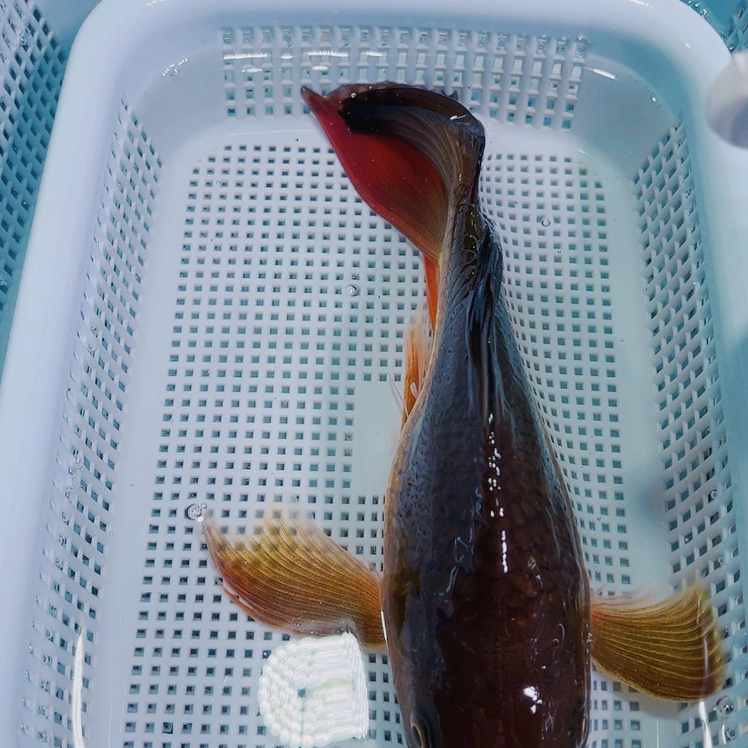 锦鲤锦鲤冷水观赏鱼118