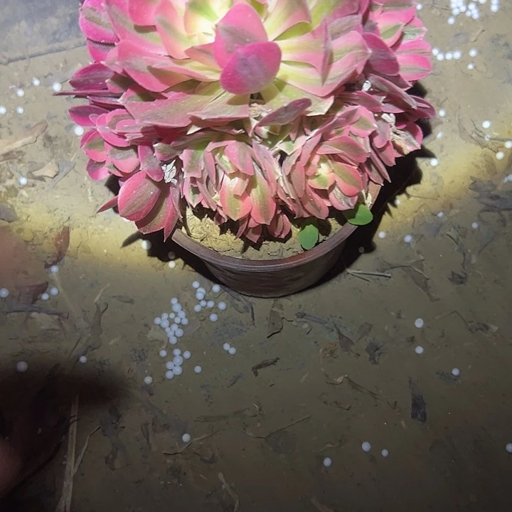 法师链接一物一拍67