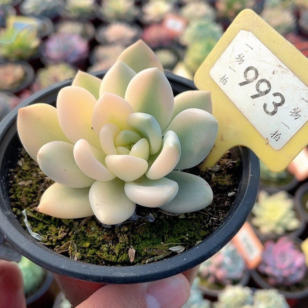 奥普锦半宽993号多肉