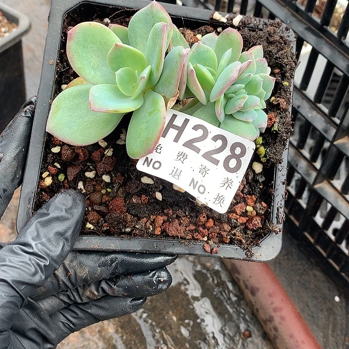 血凤缀化 非偏远38包邮节后发