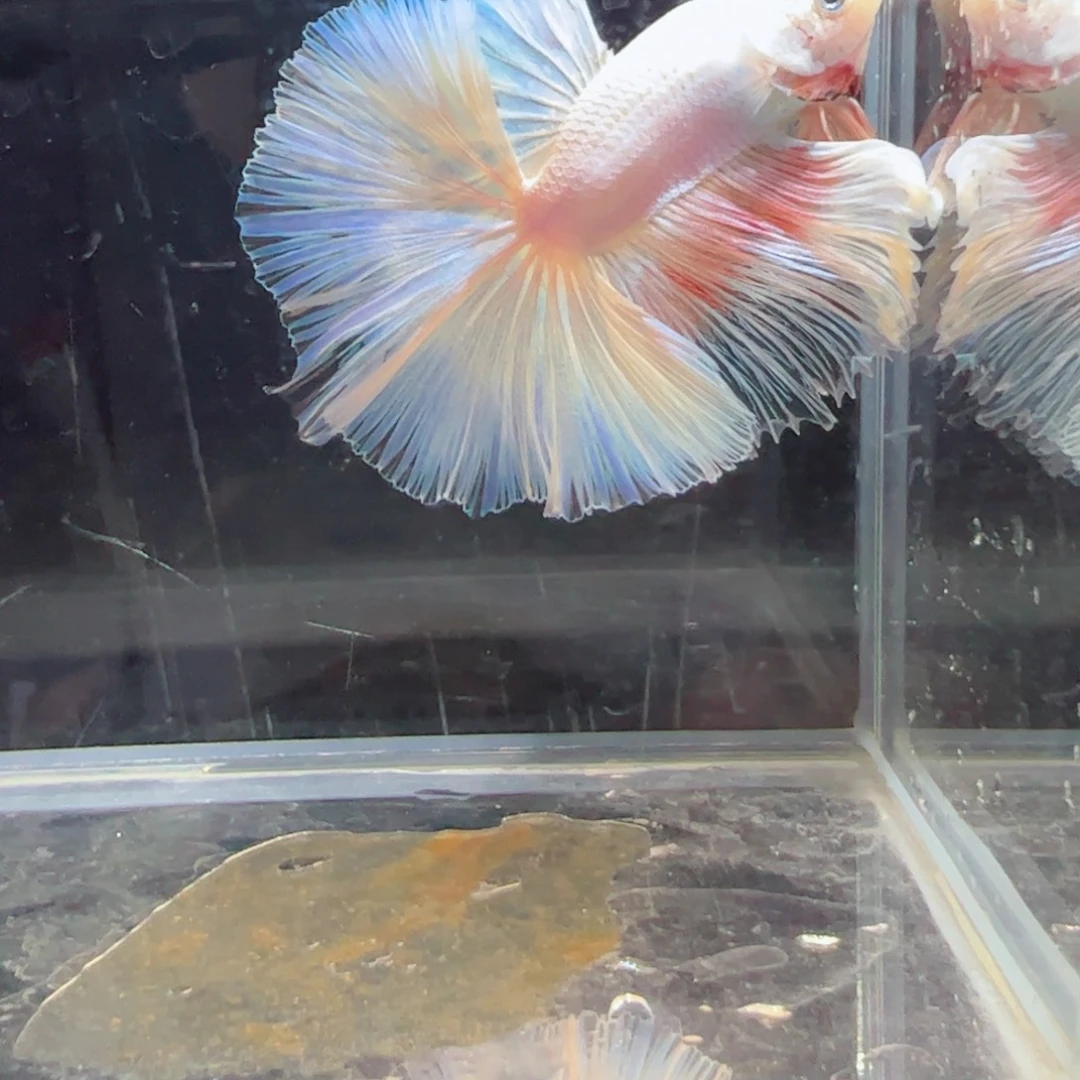 斗鱼浅色特殊尾hhhh