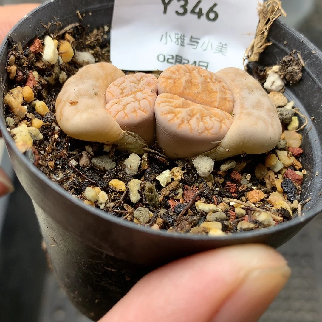 Y346多肉植物保护