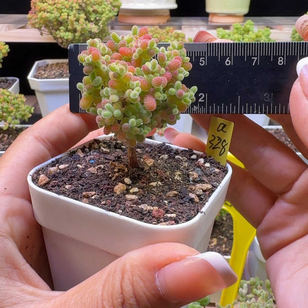 a328号橘子糖冠服5厘米左右