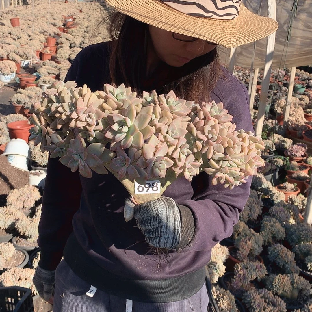 698 淡雪缀 一物一拍