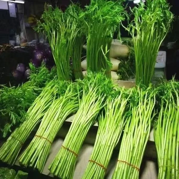 春夏种植蔬菜种子南京特产芦蒿种子水篙柳蒿茼蒿菜泥蒿苔四季种