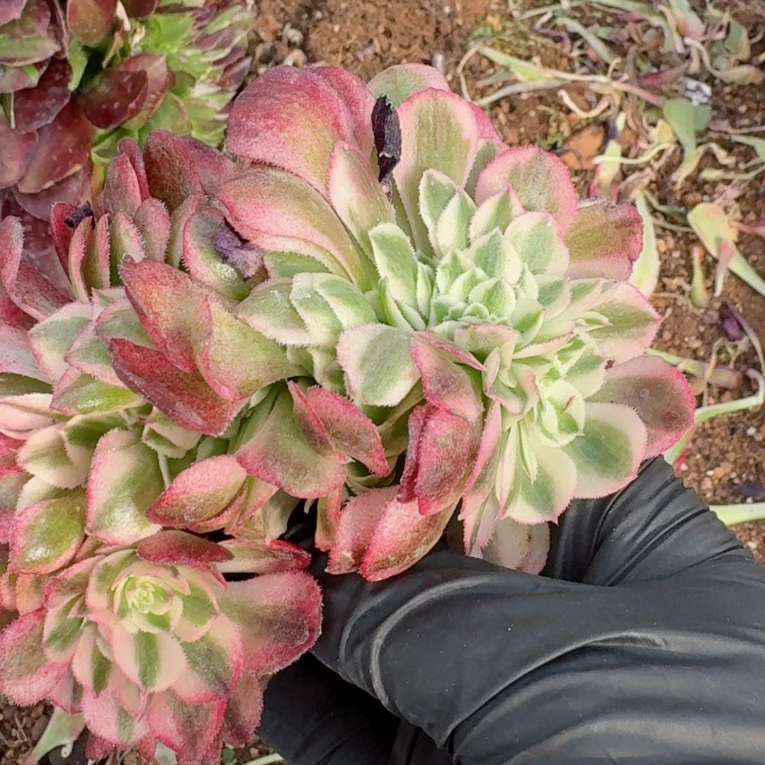 嗯8889 号多肉法师特价没有根