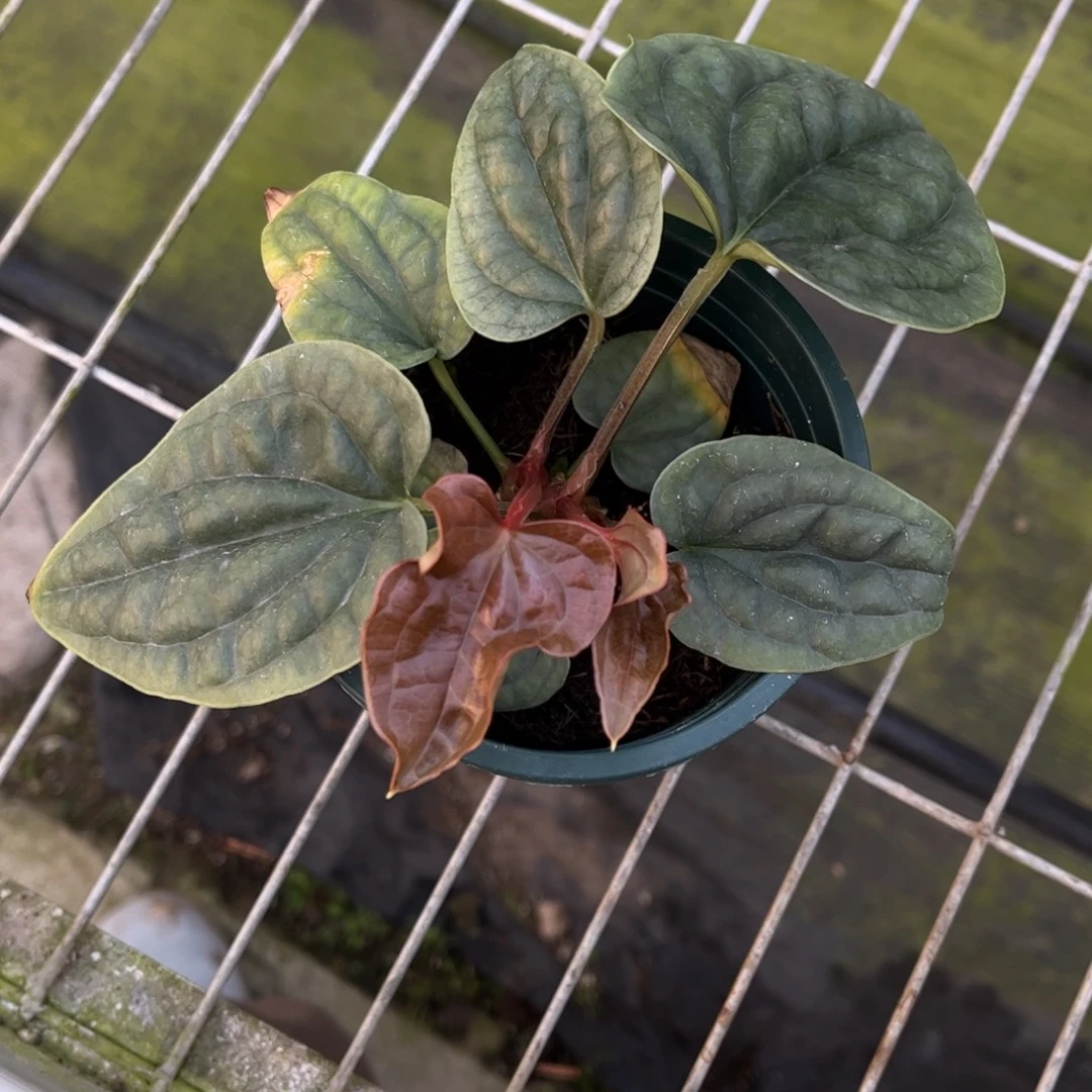 无花朵039 双头奢华（包正版）