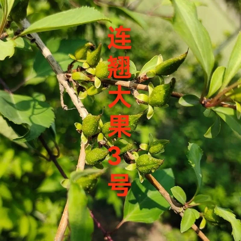 正宗连翘大果3号苗